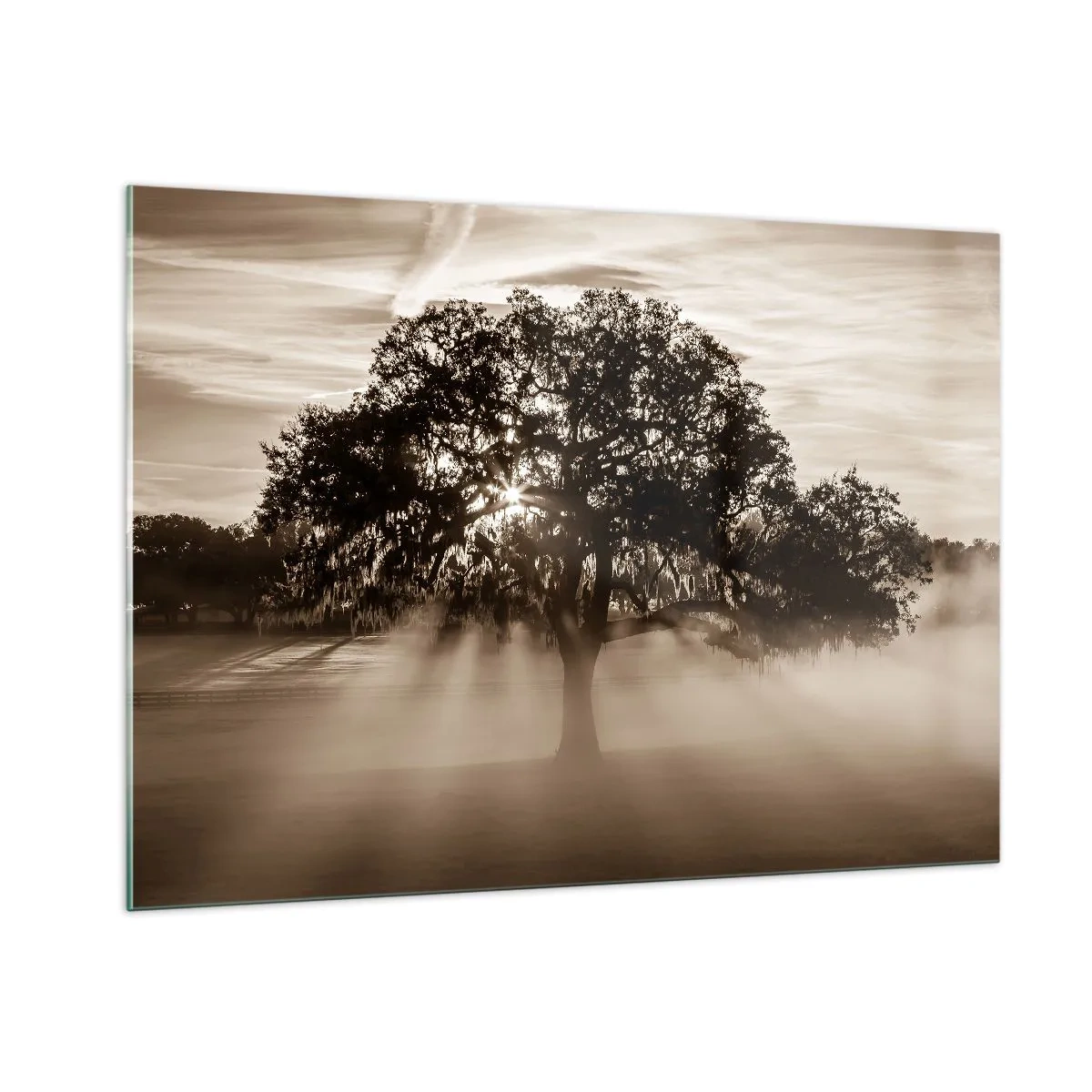 Impression sur verre - Image sur verre - Un arbre dans le brouillard matinal avec les rayons du soleil qui brillent à travers les branches - 100x70cm - Arbre de bonnes nouvelles - Décoration murale moderne pour le salon et la chambre ARTTOR