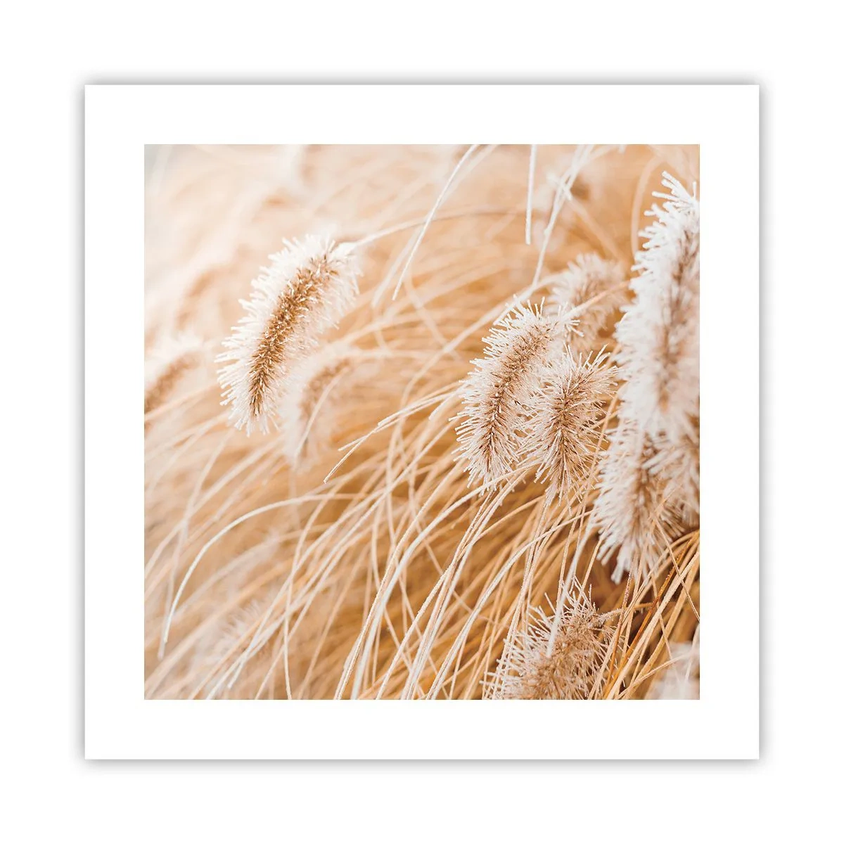 Affiche - Poster - Le bruissement doré de l'herbe - 40x40 cm