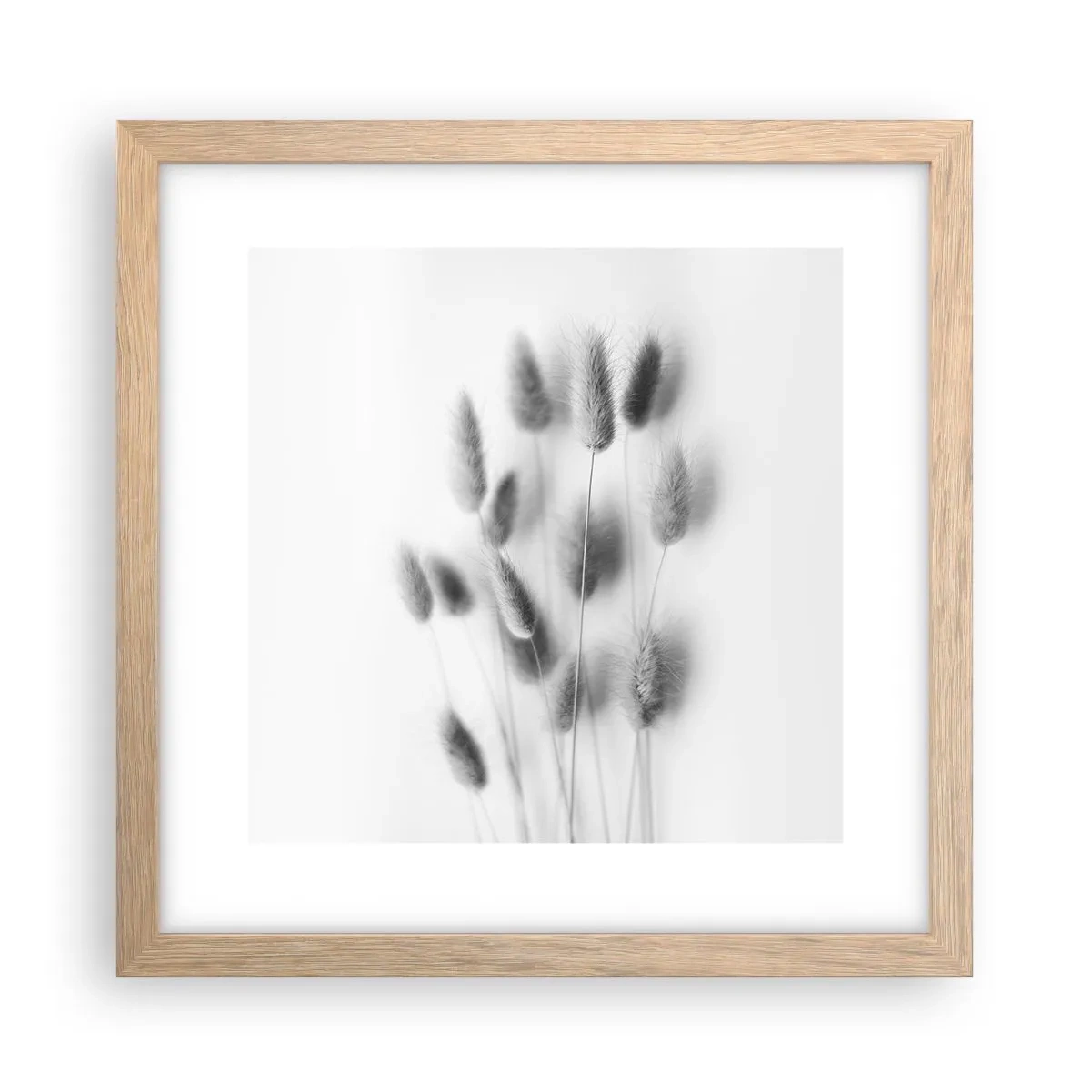 Affiche dans un chêne clair - Poster - Son herbe duveteuse - 30x30 cm