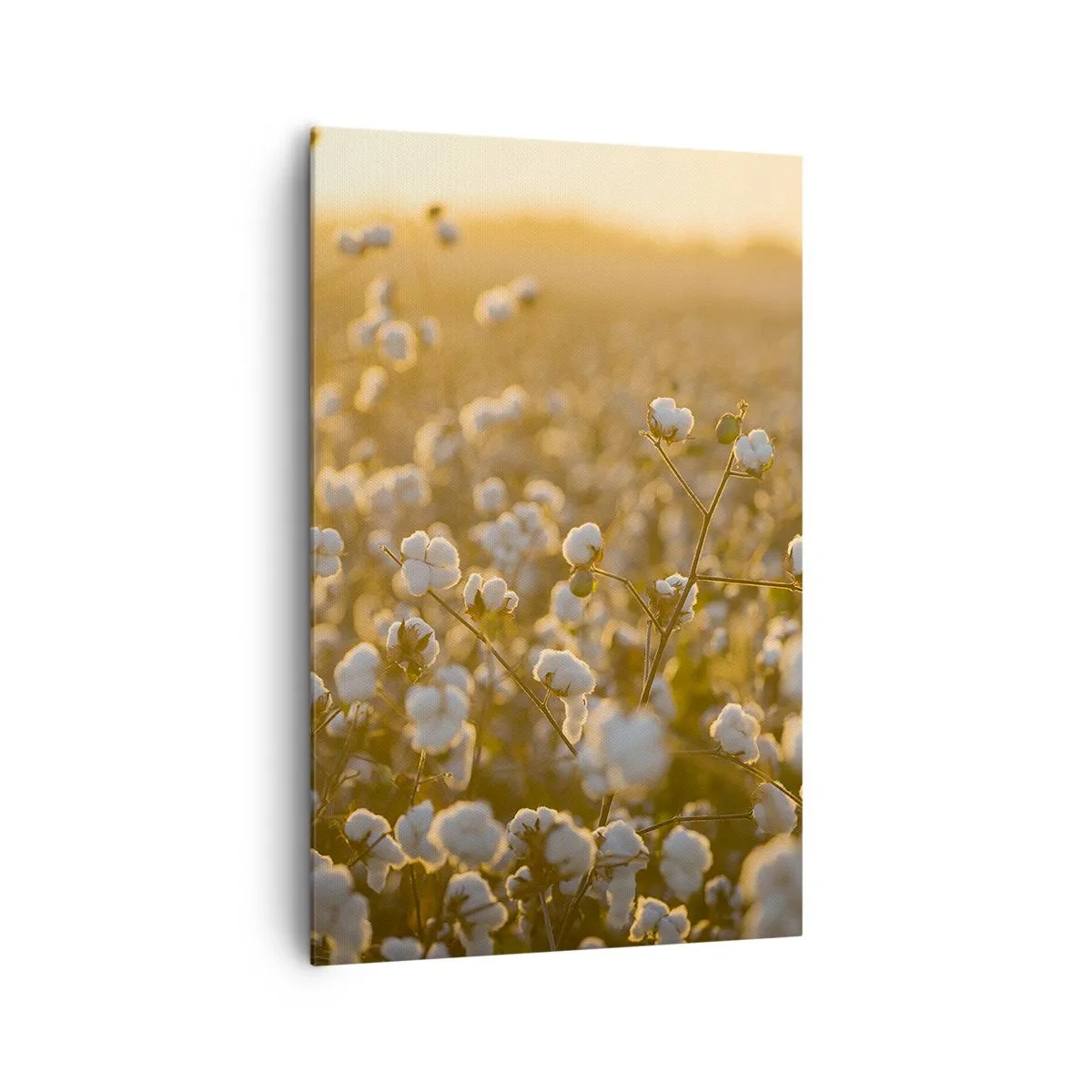 Impression sur toile - Image sur toile - Un champ de coton dans la chaude lumière du soleil couchant - 80x120cm - Champ moelleux - Décoration murale moderne pour le salon et la chambre ARTTOR