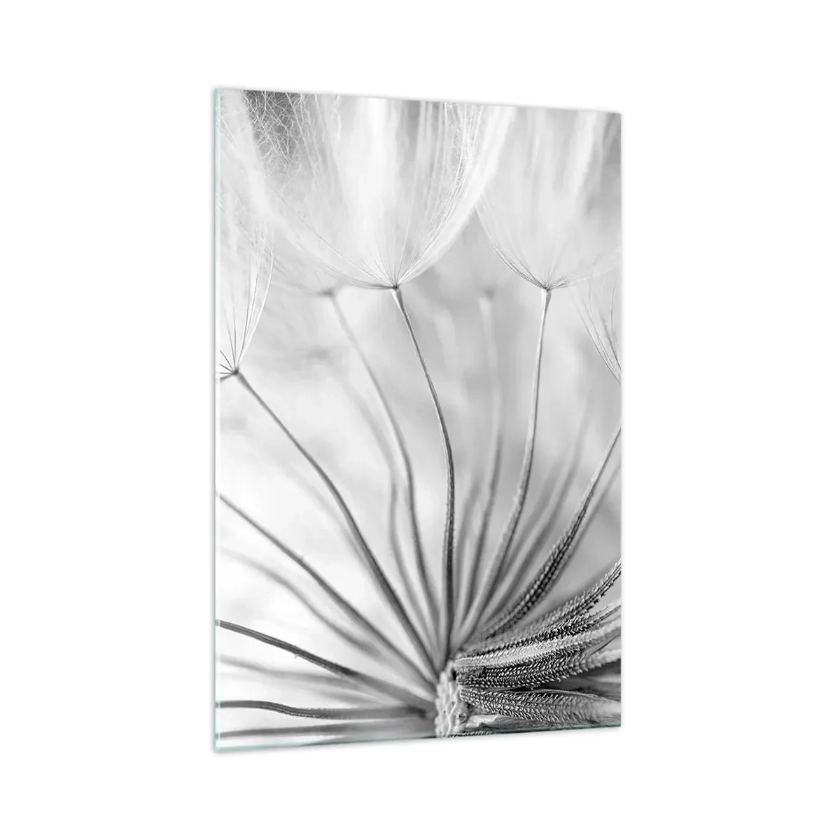 Impression sur verre - Image sur verre - Pissenlits délicats dans des tons noir et blanc - 70x100cm - Aigrette avant son envol - Décoration murale moderne pour le salon et la chambre ARTTOR