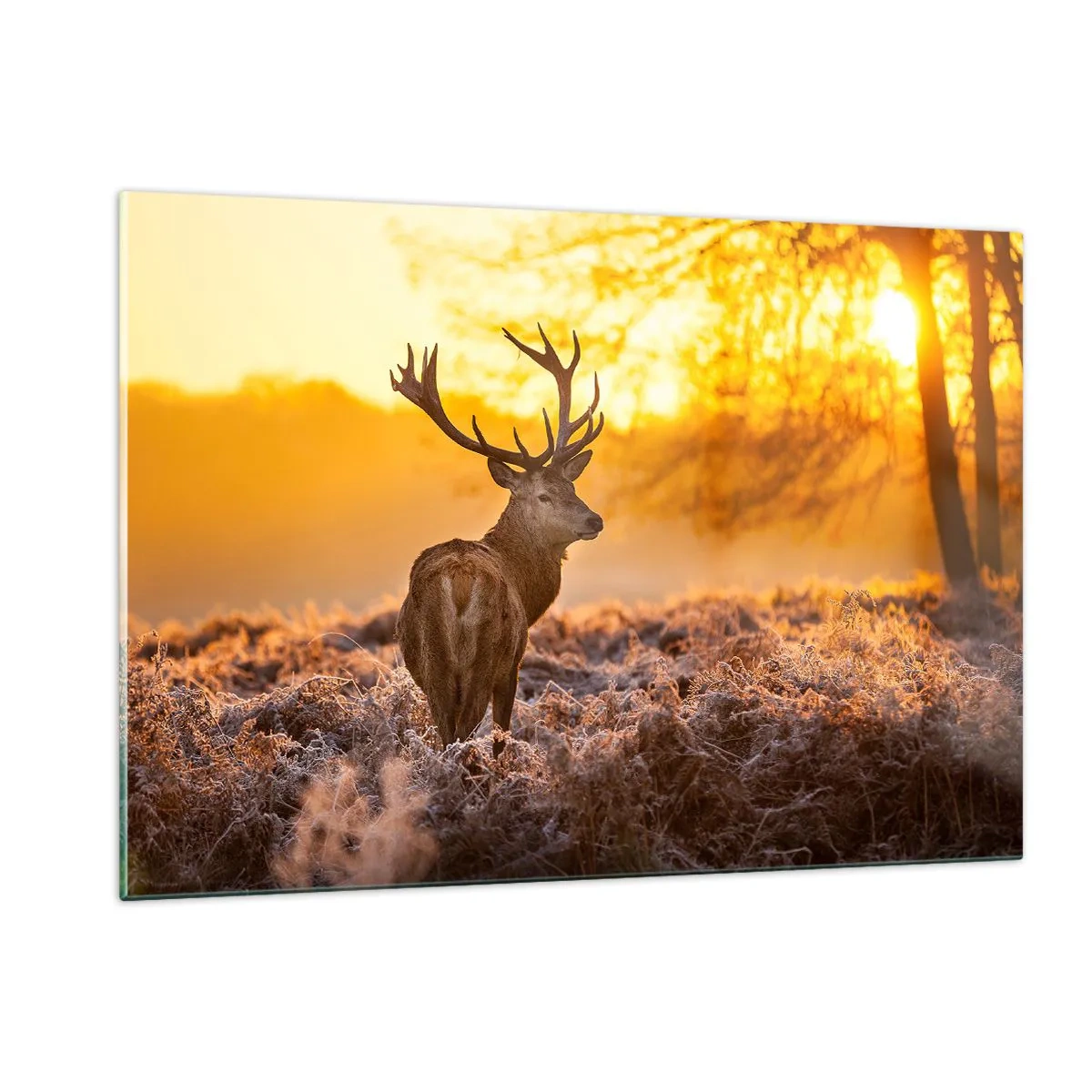 Impression sur verre - Image sur verre - Cerf dans les rayons du soleil levant - 120x80cm - Roi de la forêt automnal - Décoration murale moderne pour le salon et la chambre ARTTOR