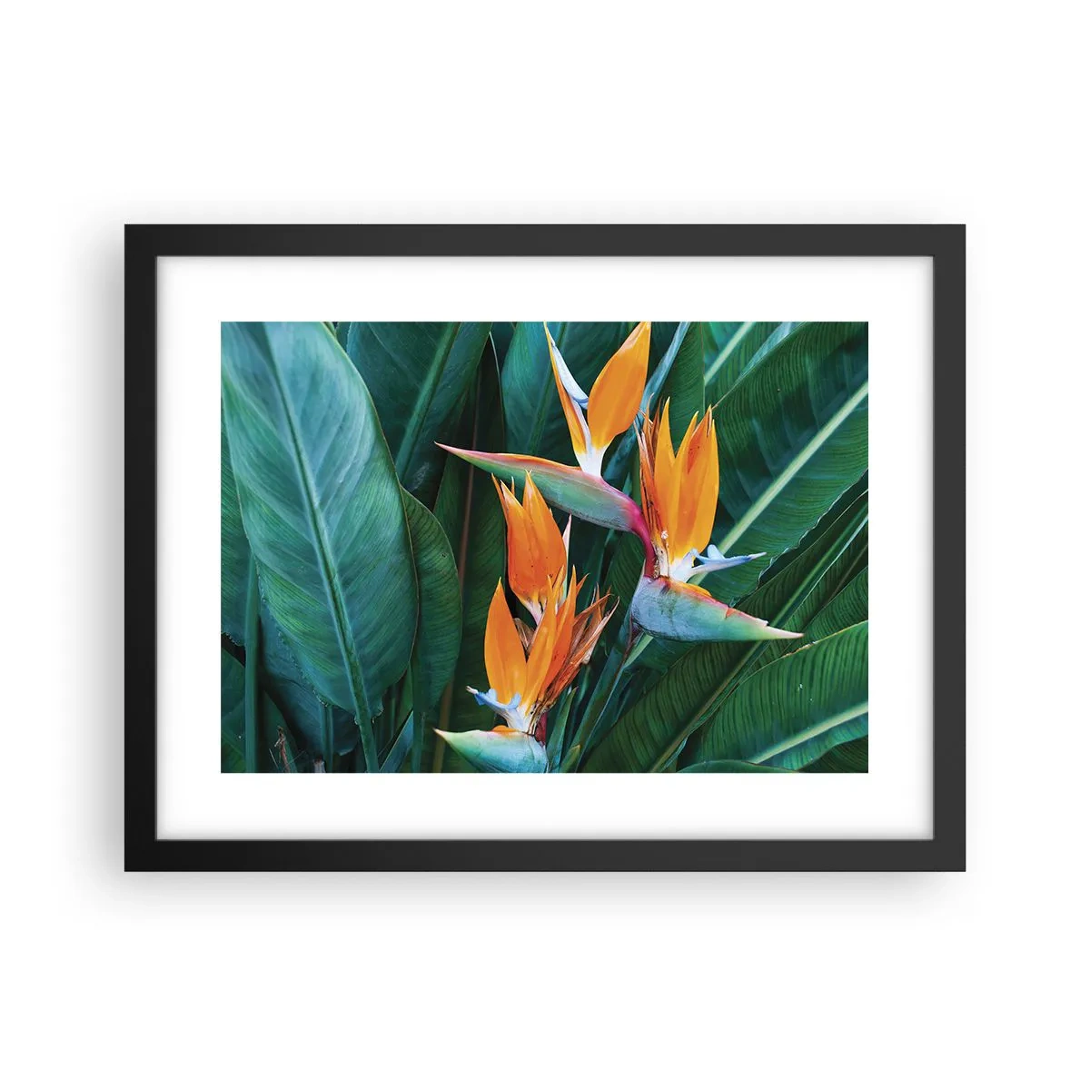 Affiche dans un cadre noir - Poster - Est-ce une fleur, est-ce un oiseaux? - 40x30 cm