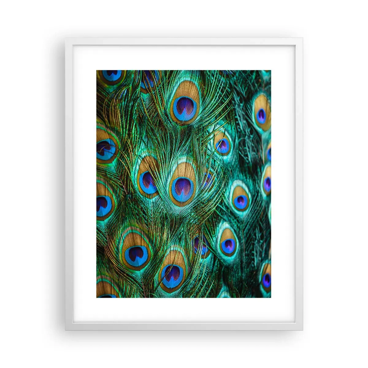 Affiche dans un cadre blanc - Poster - Un regard de paon - 40x50 cm