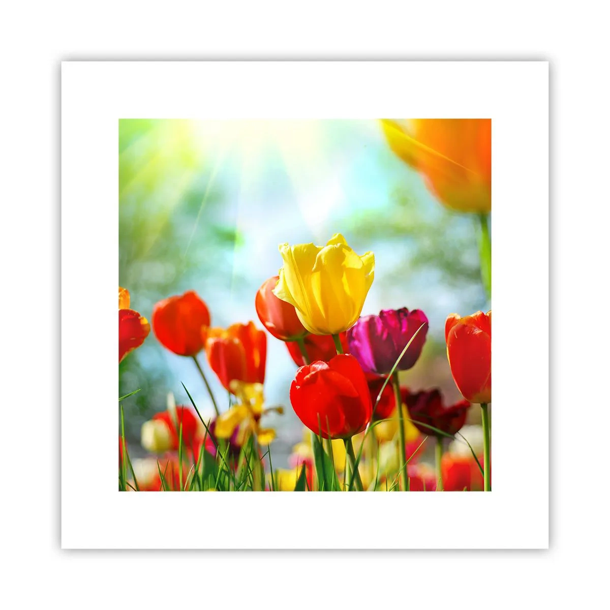 Affiche - Poster - Toutes les couleurs du soleil - 30x30 cm