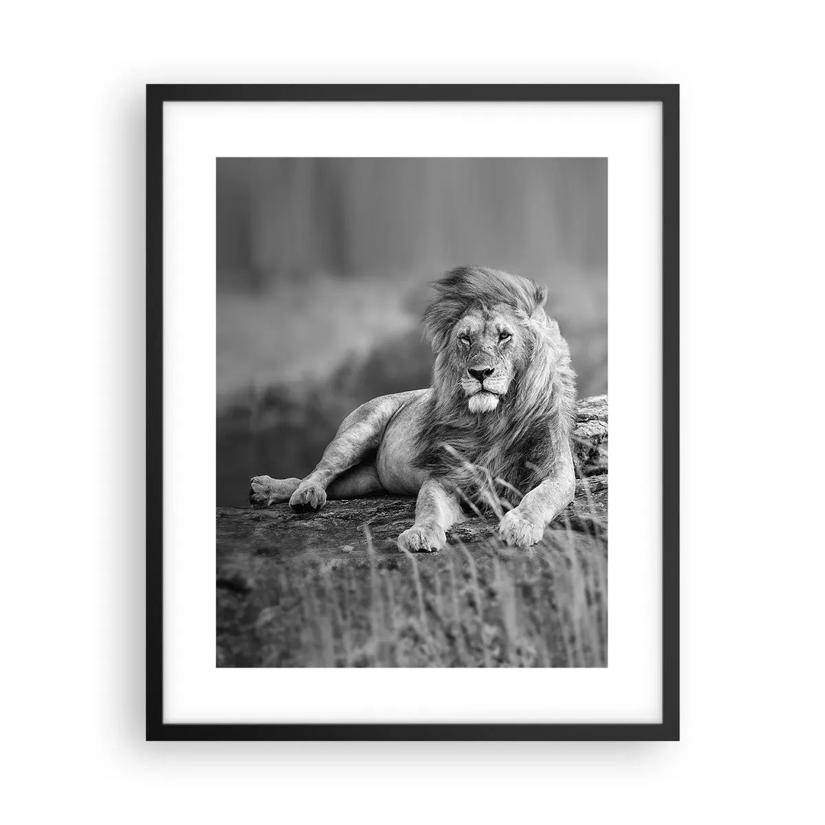 Affiche dans un cadre noir - Poster - Sieste royale - 40x50 cm