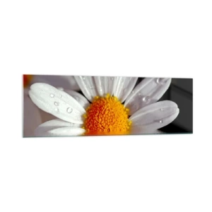 Impression sur verre - Image sur verre - Une marguerite blanche avec des gouttes d'eau immergées dans un reflet d'eau - 160x50cm - Le soleil levant des marguerites - Décoration murale moderne pour le salon et la chambre ARTTOR