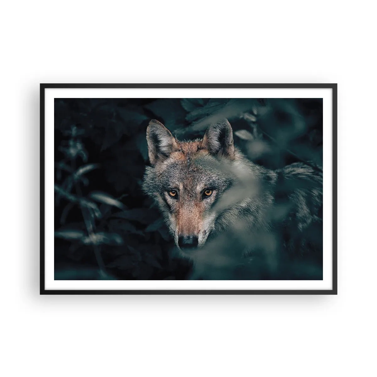 Affiche dans un cadre noir - Poster - Un loup dans son environnement naturel, regardant depuis les profondeurs de la forêt. - 100x70cm - Chasseur - Décoration murale moderne pour le salon et la chambre ARTTOR