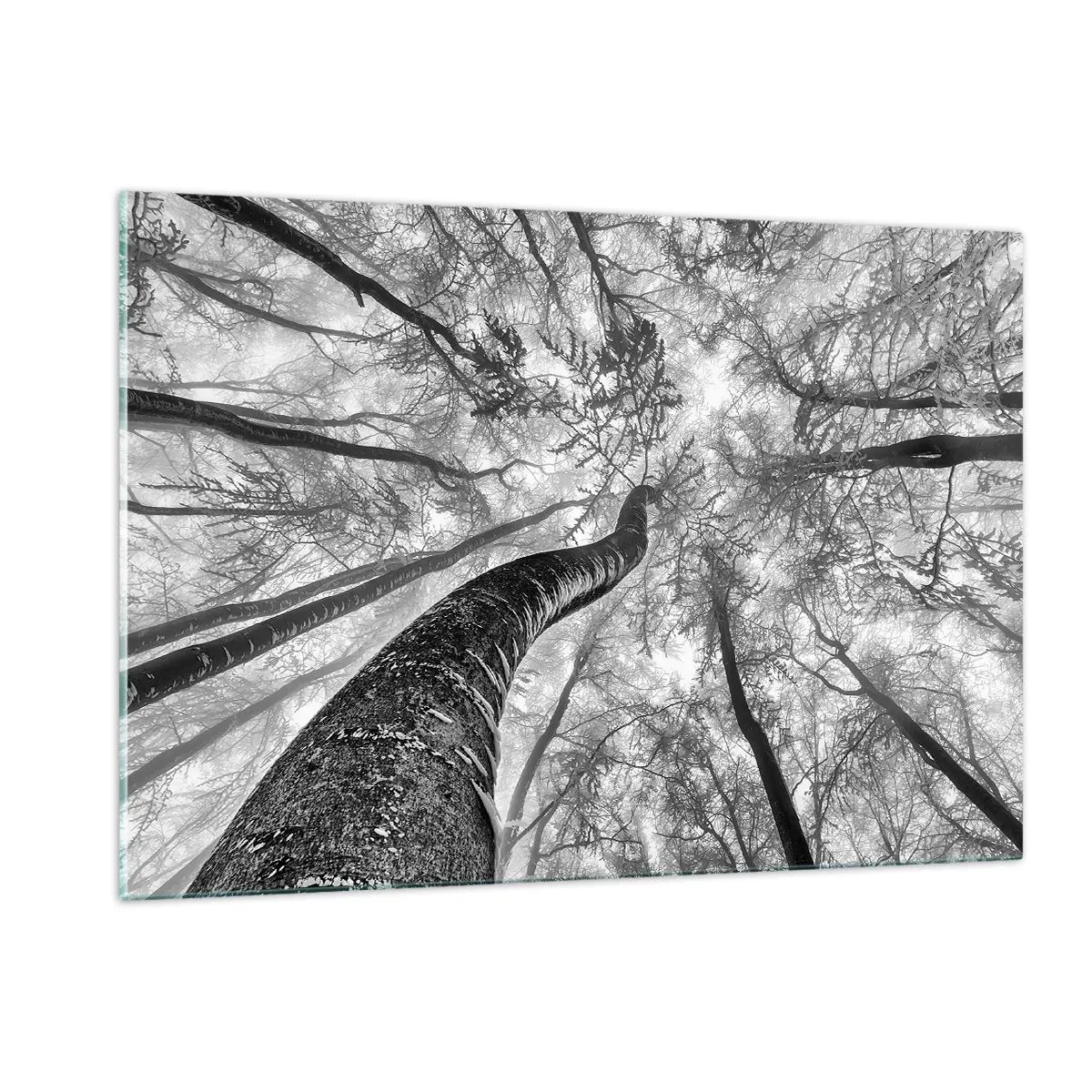 Impression sur verre - Image sur verre - Arbres en noir et blanc photographiés d'en bas vers le ciel - 120x80cm - Course vers la lumière - Décoration murale moderne pour le salon et la chambre ARTTOR
