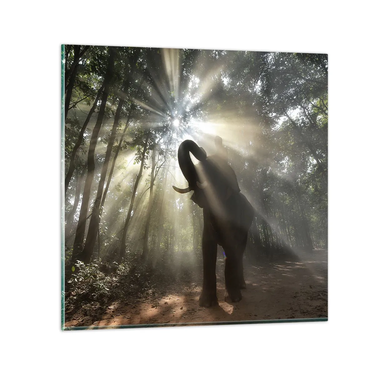 Impression sur verre - Image sur verre - Sous la bonne étoile - 70x70 cm