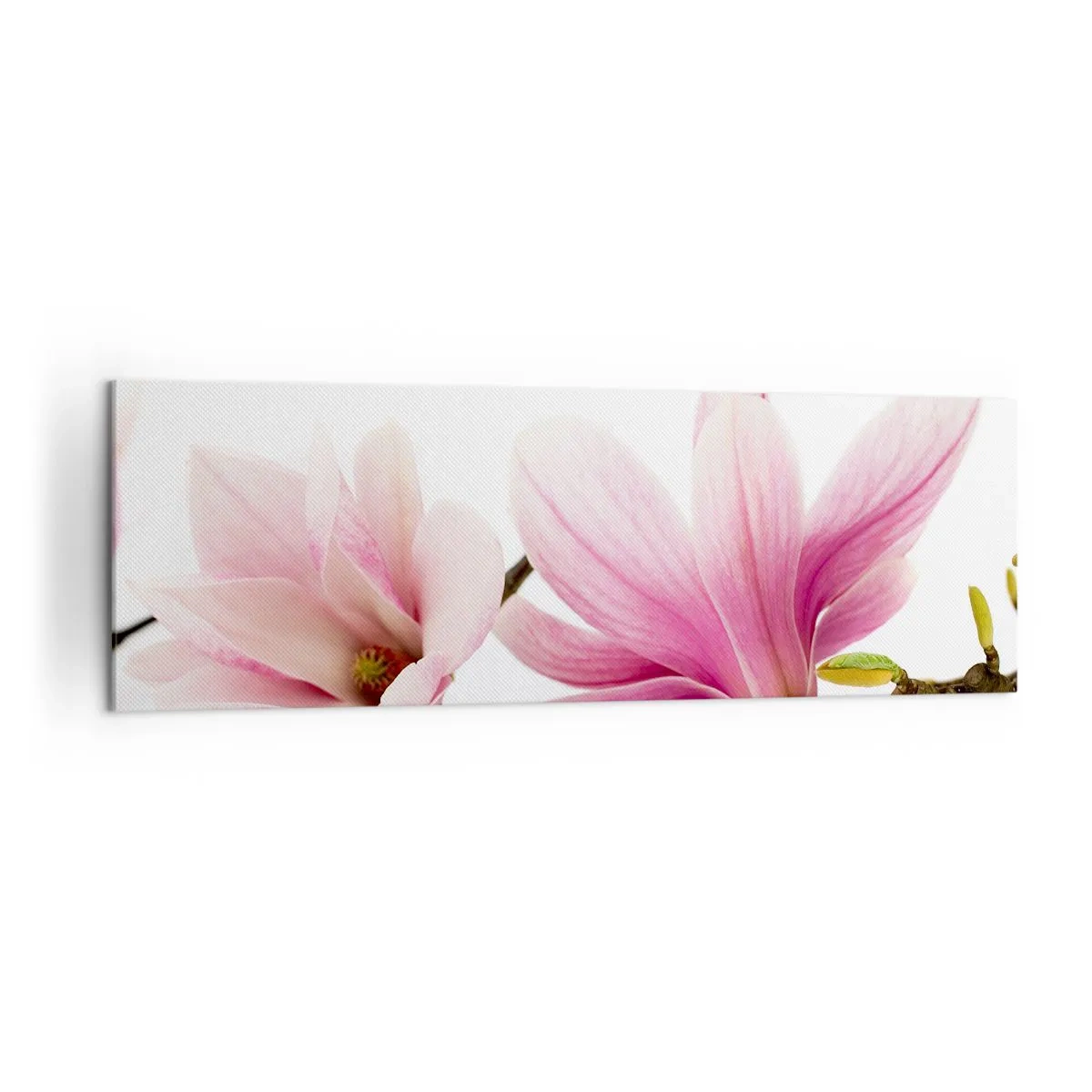 Impression sur toile - Image sur toile - Magnolias roses délicats sur fond blanc - 160x50cm - Délicat comme une brise de printemps - Décoration murale moderne pour le salon et la chambre ARTTOR