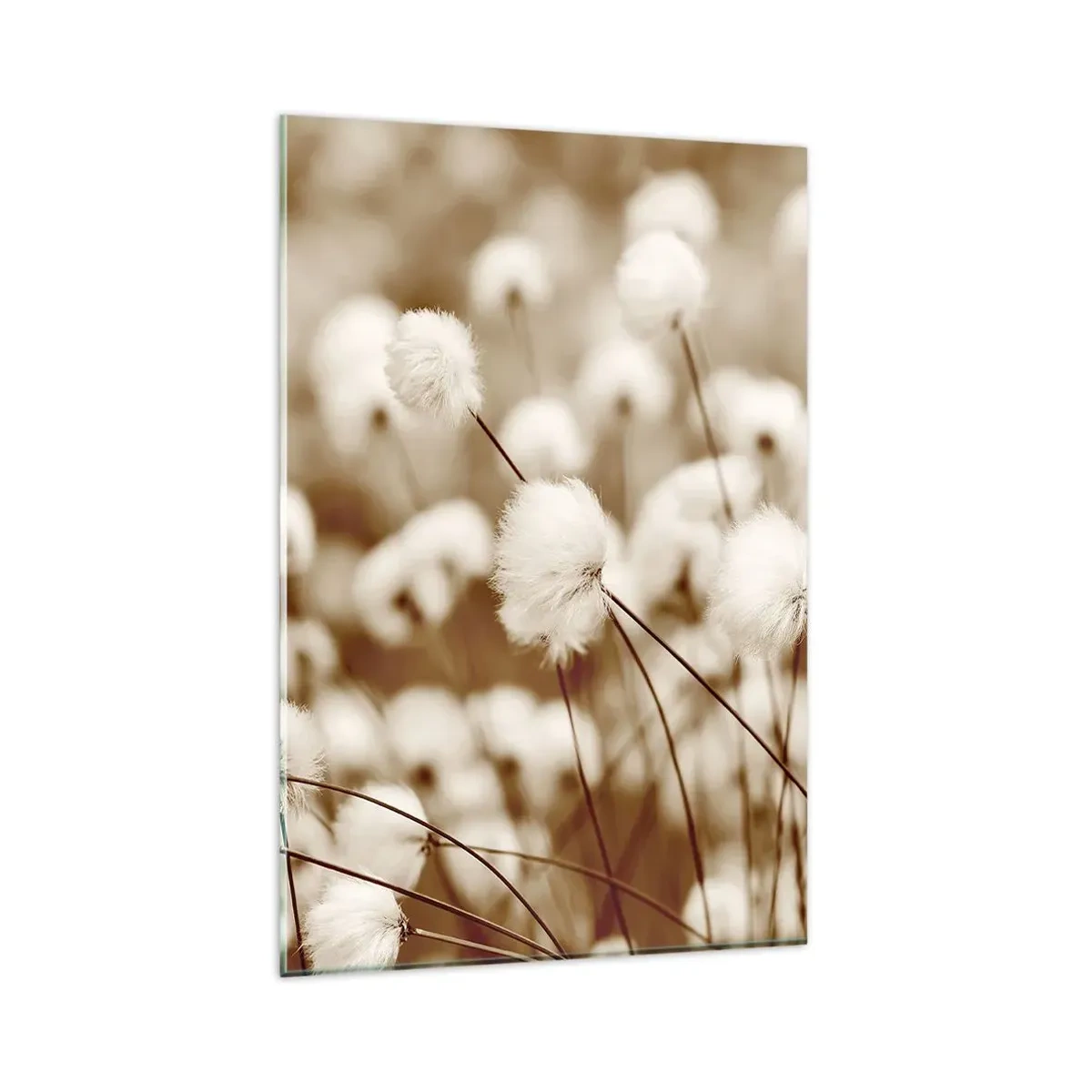 Impression sur verre - Image sur verre - Un champ de plantes délicates aux tons sépia - 80x120cm - Tige moelleuse - Décoration murale moderne pour le salon et la chambre ARTTOR