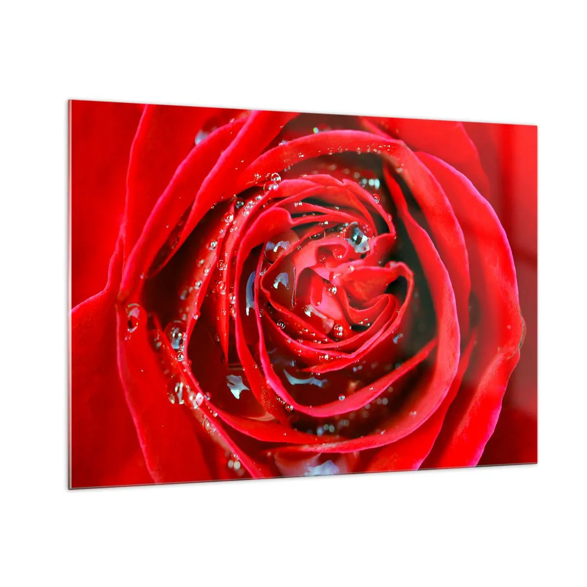 Impression sur verre - Image sur verre - Gros plan d'une rose rouge avec des gouttes de rosée - 100x70cm - Dans les gouttes de rosée - Décoration murale moderne pour le salon et la chambre ARTTOR