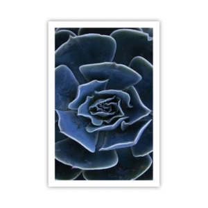 Affiche - Poster - Fleur du désert - 61x91 cm