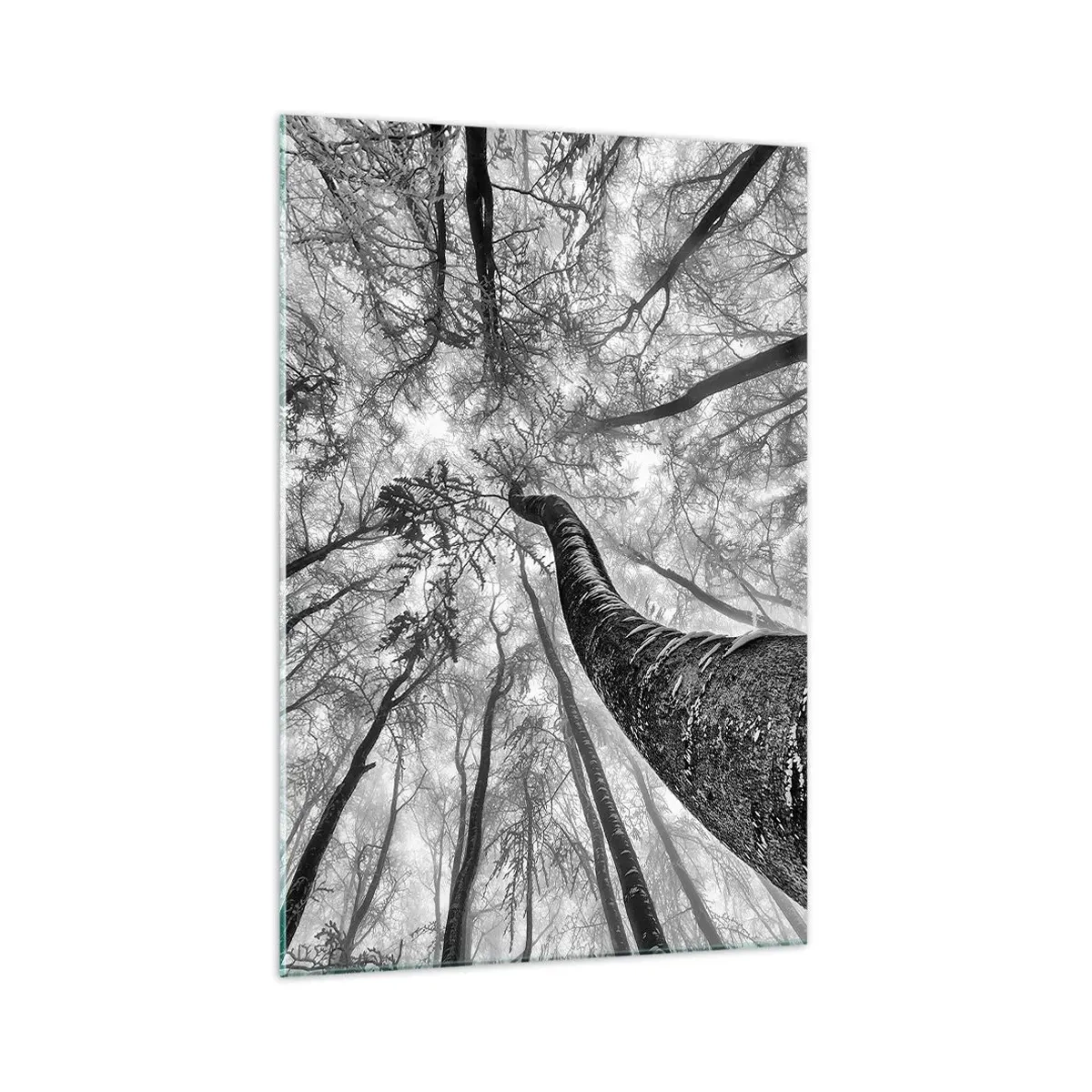 Impression sur verre - Image sur verre - Perspective d'arbres dans une forêt vue d'en bas en nuances de gris - 70x100cm - Course vers la lumière - Décoration murale moderne pour le salon et la chambre ARTTOR