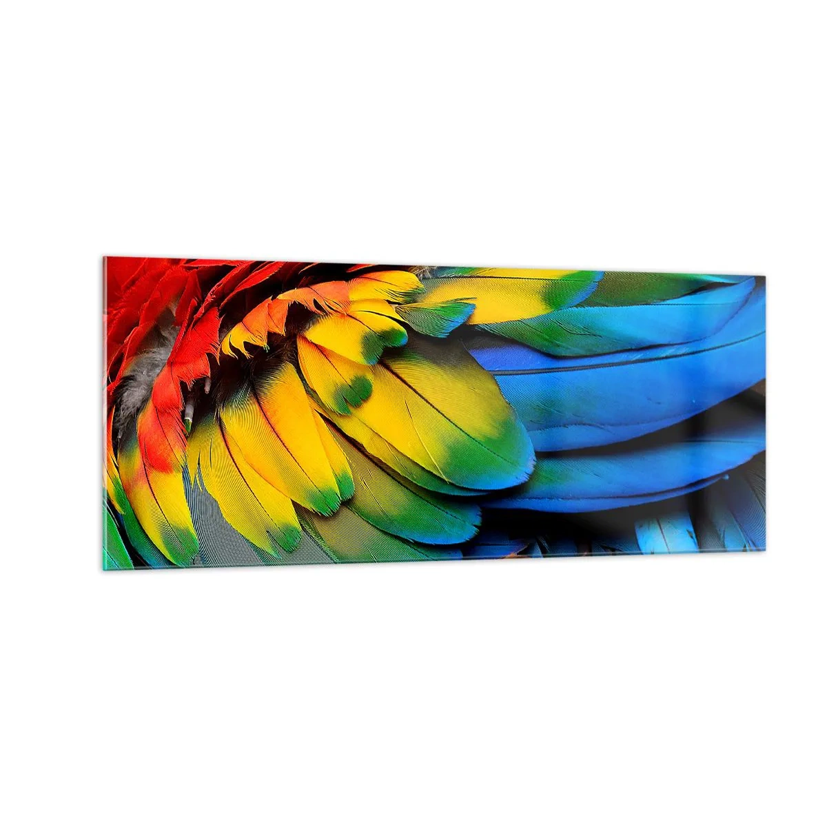 Impression sur verre - Image sur verre - Oiseau de paradis - 100x40 cm