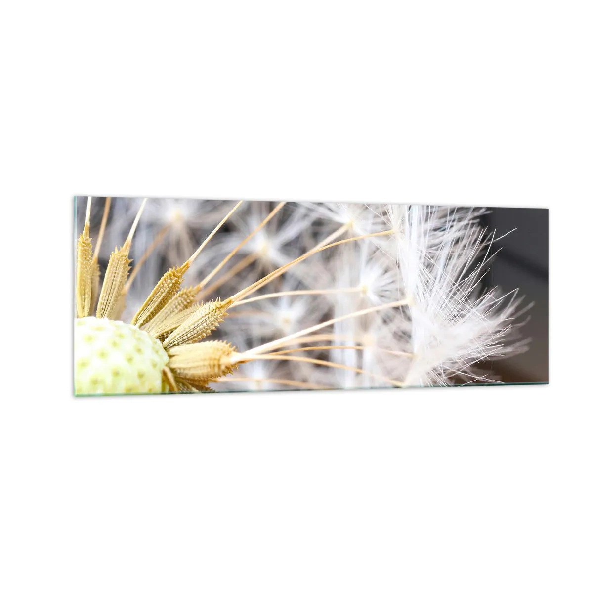Impression sur verre - Image sur verre - Photographie macro d'un pissenlit aux graines délicates - 140x50cm - Juste avant le départ - Décoration murale moderne pour le salon et la chambre ARTTOR