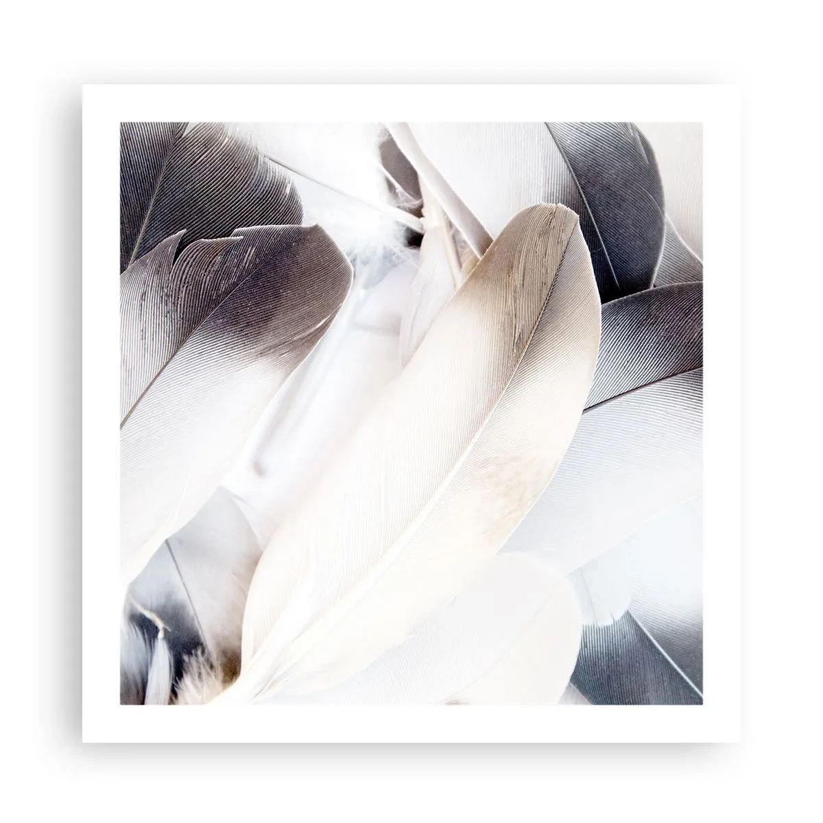 Affiche - Poster - Presque angélique - 60x60 cm