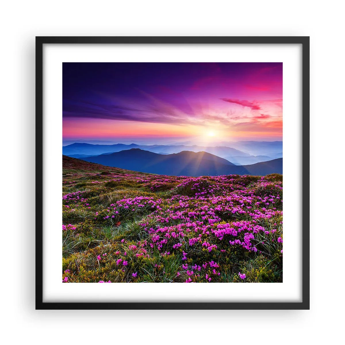 Affiche dans un cadre noir - Poster - Les herbes sentaient les grappes fraîches de la récolte - 50x50 cm