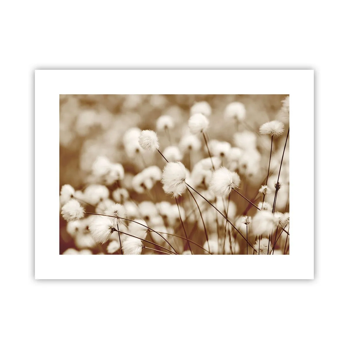 Affiche - Poster - Tige moelleuse - 40x30 cm