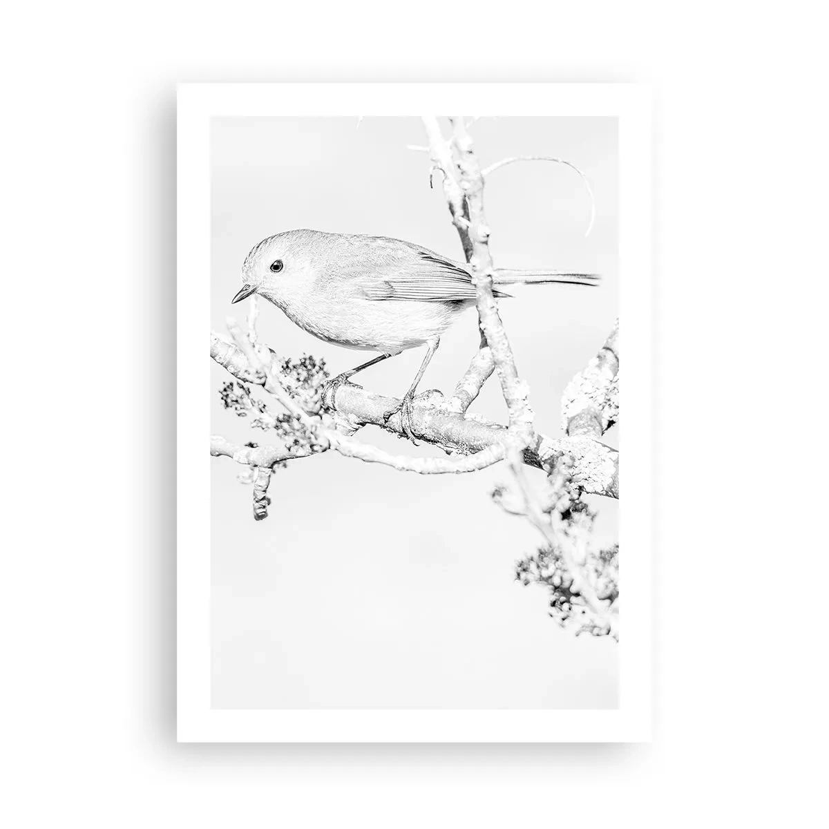 Affiche - Poster - Dessin en noir et blanc d'un oiseau sur une branche - 50x70cm - Matin d'hiver - Décoration murale moderne pour le salon et la chambre ARTTOR