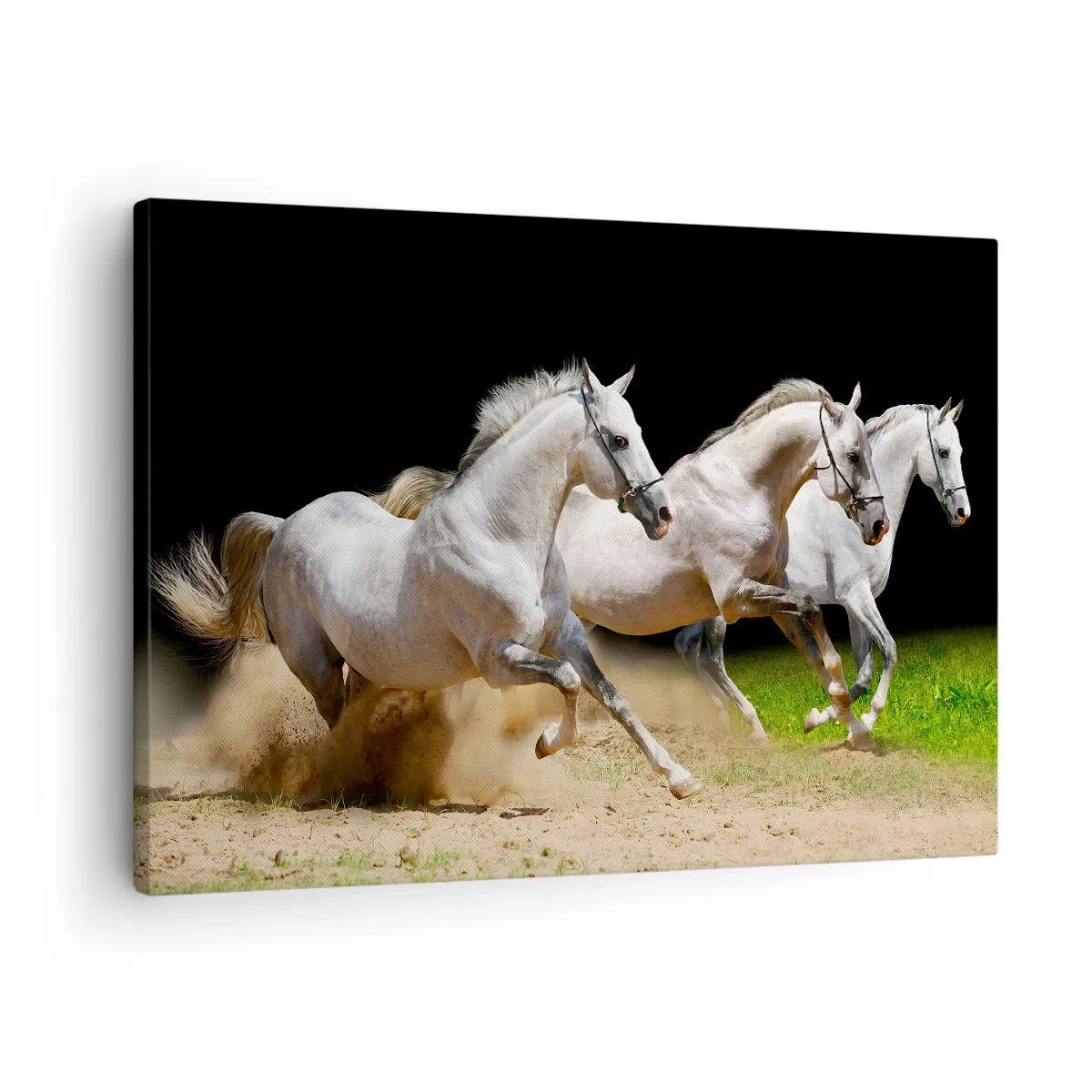 Impression sur toile - Image sur toile - Trois chevaux blancs galopant sur le sable et l'herbe - 70x50cm - Trois Grâces - Décoration murale moderne pour le salon et la chambre ARTTOR