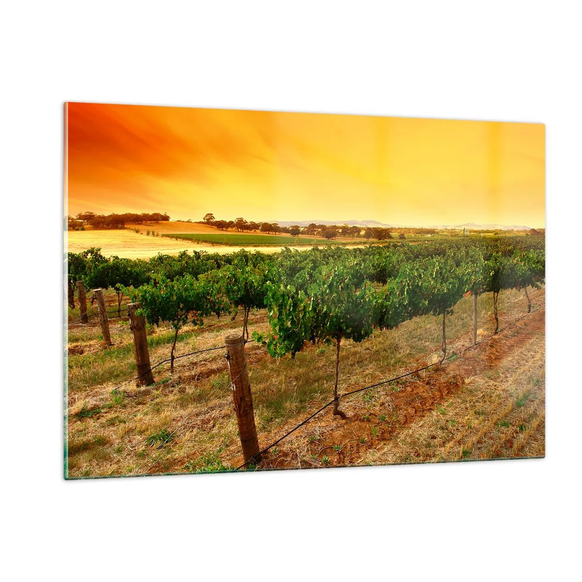 Impression sur verre - Image sur verre - Vignes dans la chaude lumière du soleil couchant - 120x80cm - S'abreuver du soleil - Décoration murale moderne pour le salon et la chambre ARTTOR