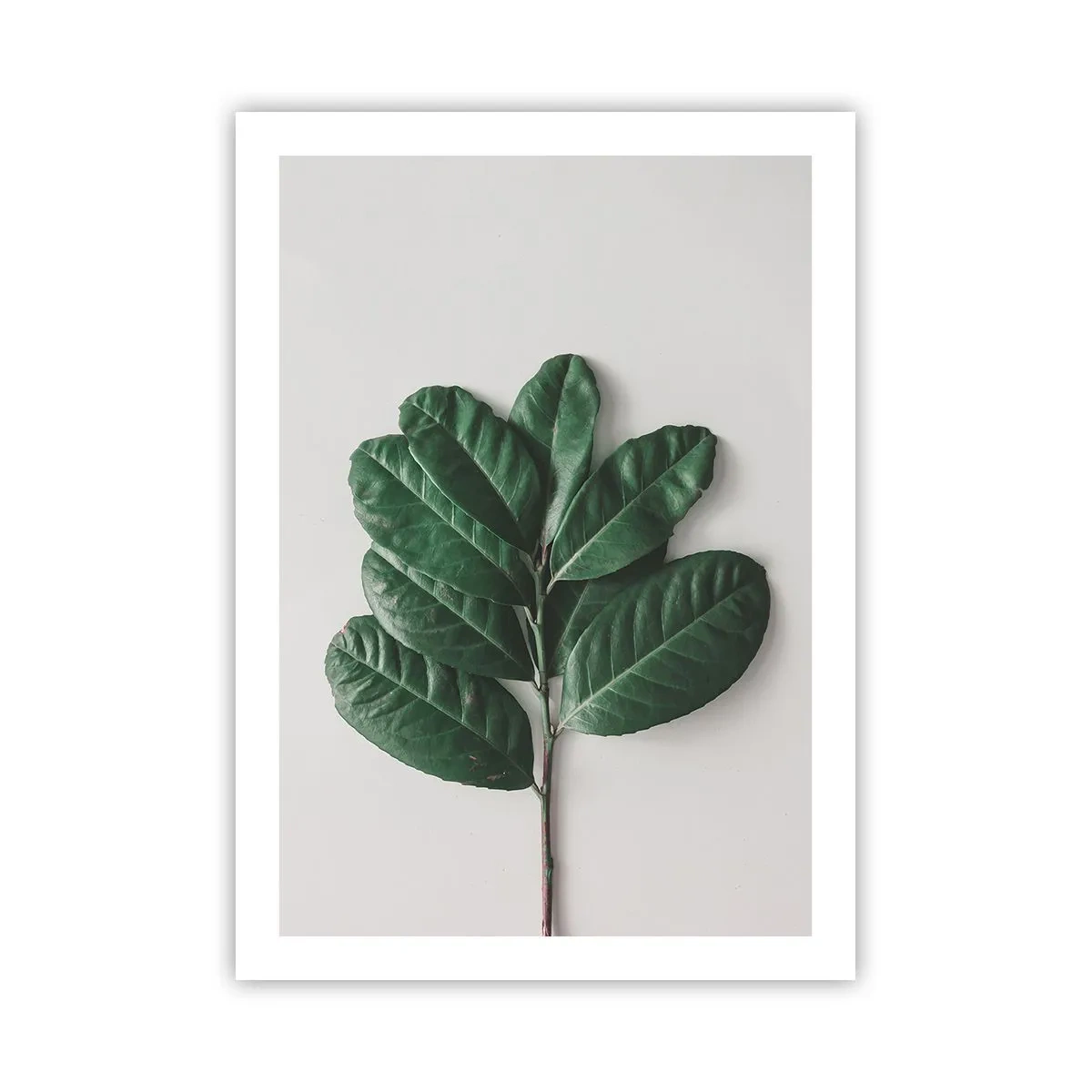 Affiche - Poster - Une branche avec des feuilles vert foncé sur un fond clair - 50x70cm - Dessin de la nature elle-même - Décoration murale moderne pour le salon et la chambre ARTTOR