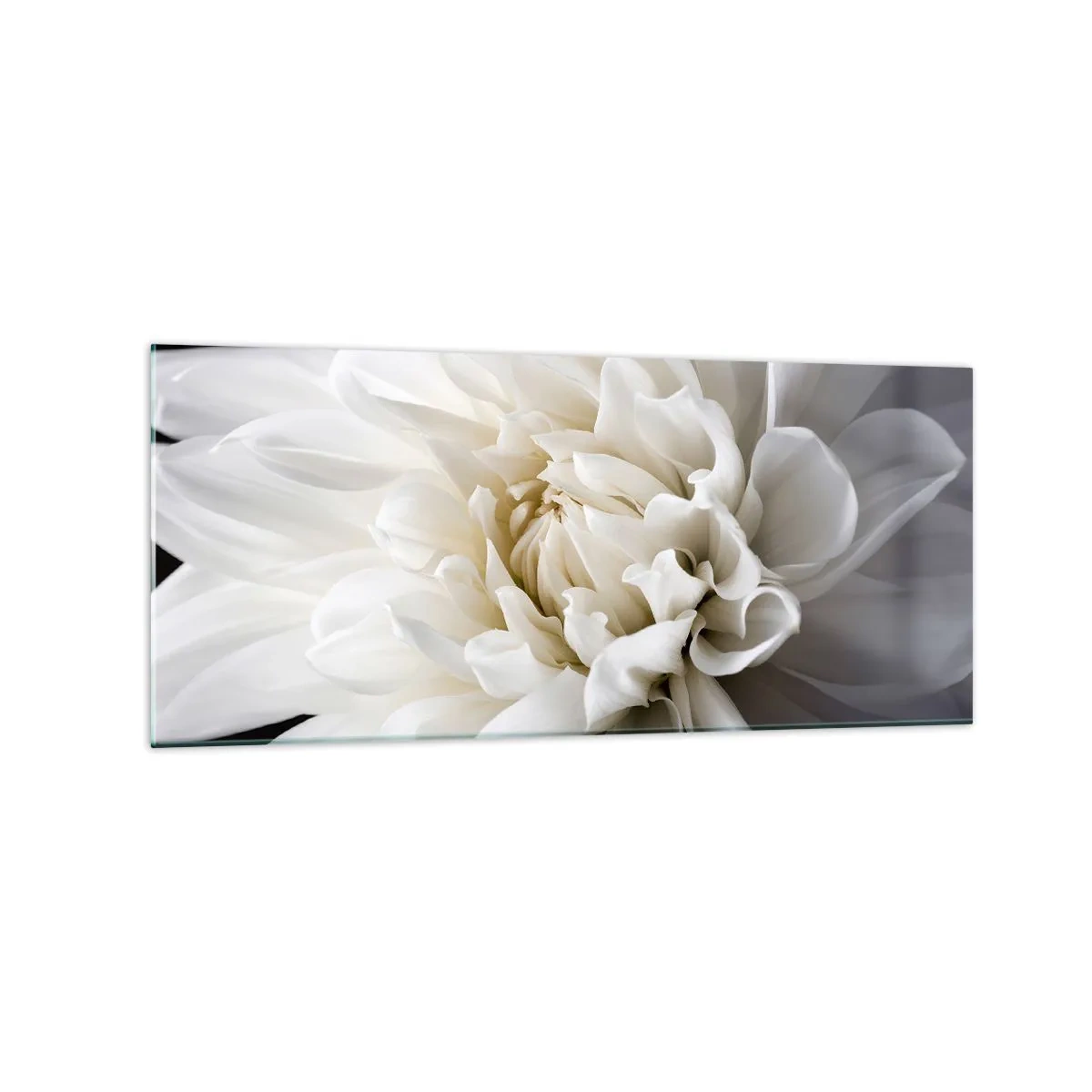 Impression sur verre - Image sur verre - Une délicate fleur blanche sur fond noir dans une composition élégante - 120x50cm - Le matin de la jeune mariéé - Décoration murale moderne pour le salon et la chambre ARTTOR