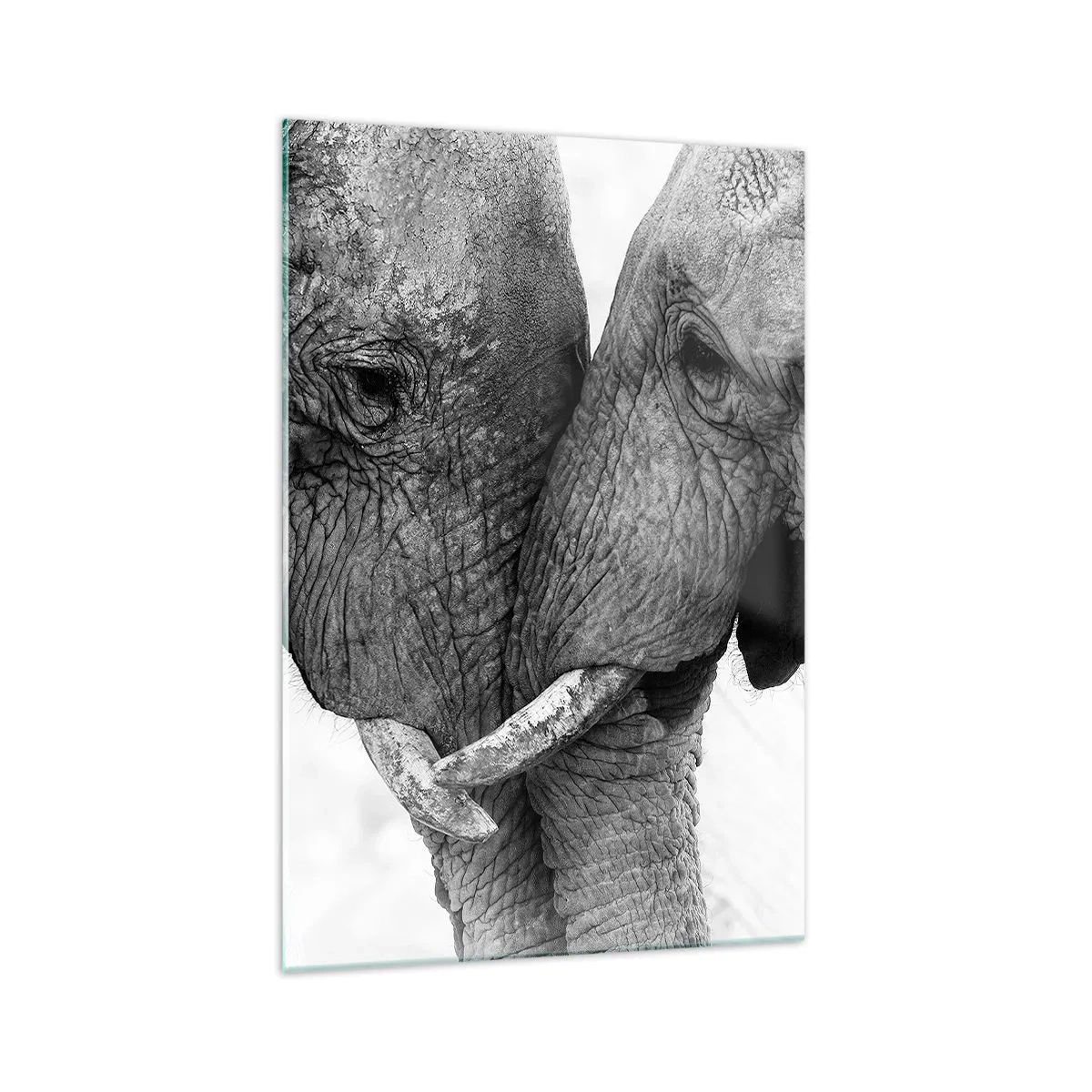 Impression sur verre - Image sur verre - Deux éléphants dans un geste tendre sur un fond monochrome - 70x100cm - Confession sincère - Décoration murale moderne pour le salon et la chambre ARTTOR