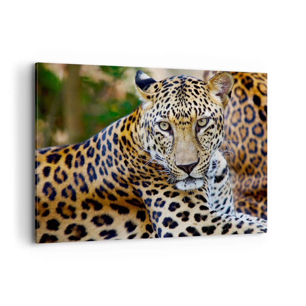 Impression sur toile - Image sur toile - Jaguar au repos dans un environnement naturel avec un fond vert. - 100x70cm - Sauvage et calme - Décoration murale moderne pour le salon et la chambre ARTTOR