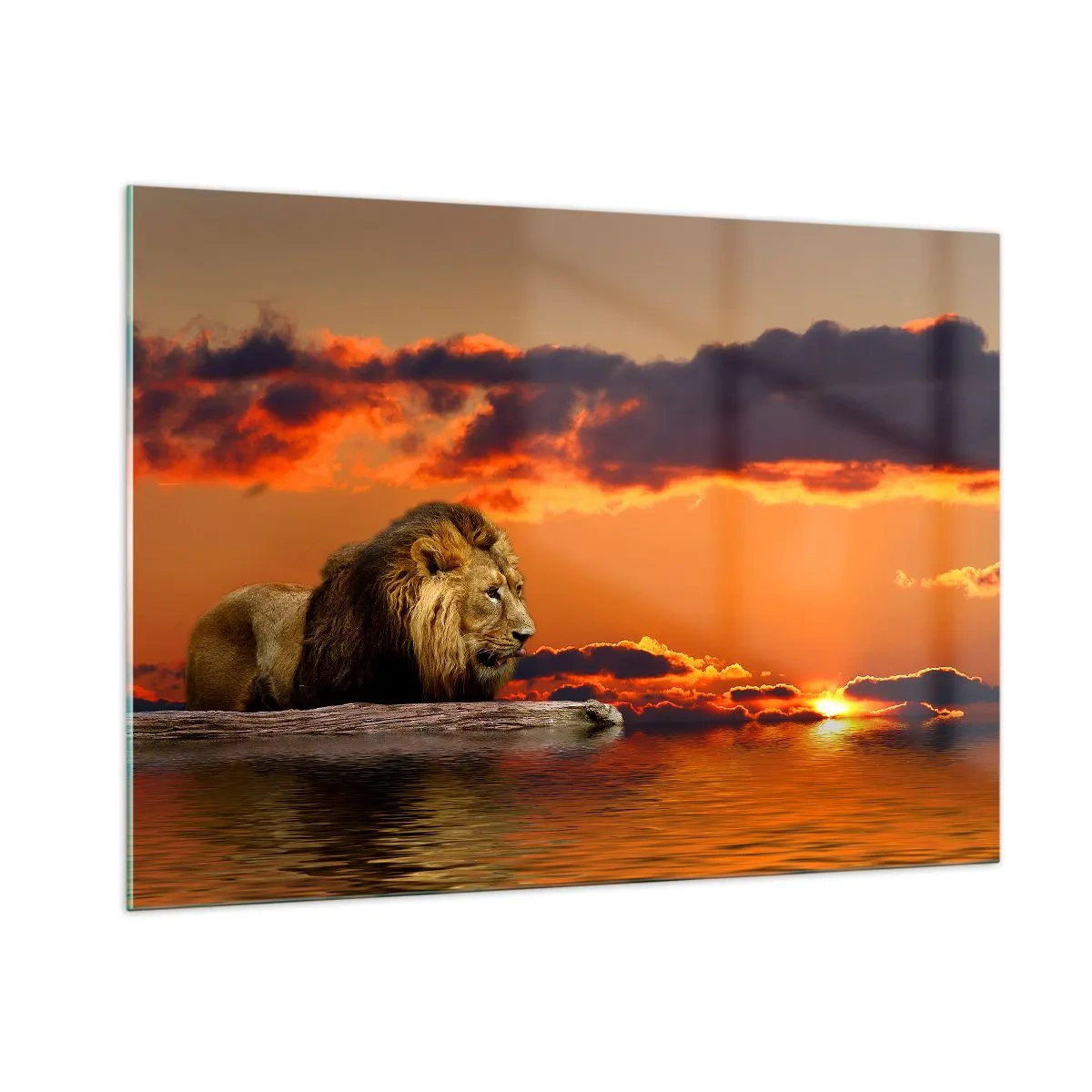 Impression sur verre - Image sur verre - Un lion sur fond de soleil couchant - 100x70cm - Le roi de la nature - Décoration murale moderne pour le salon et la chambre ARTTOR