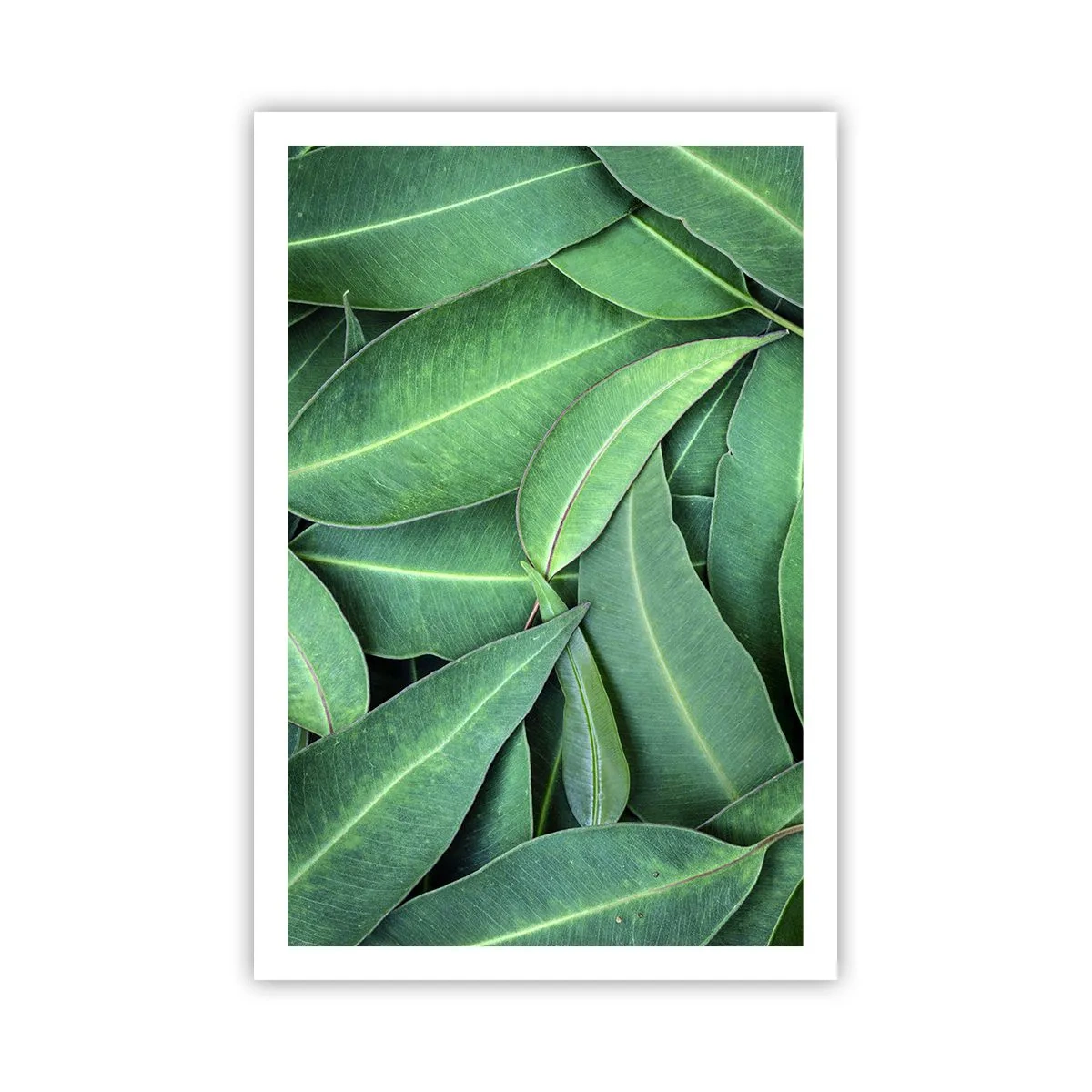 Affiche - Poster - Juteux et frais - 61x91 cm