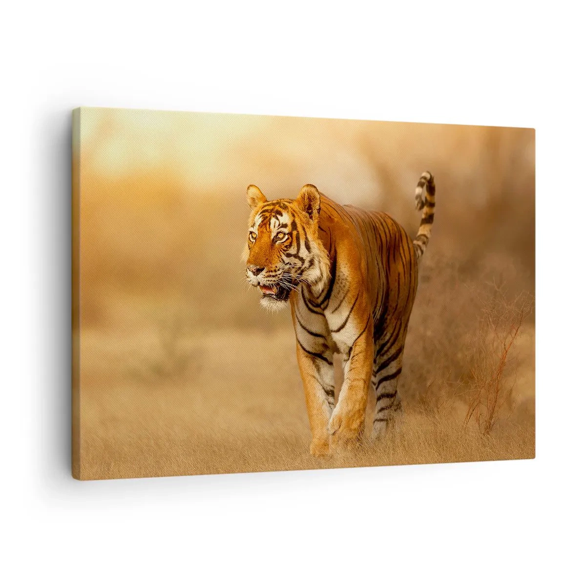 Impression sur toile - Image sur toile - Un tigre marchant dans la savane aux couleurs chaudes - 70x50cm - Avant l'attaque - Décoration murale moderne pour le salon et la chambre ARTTOR