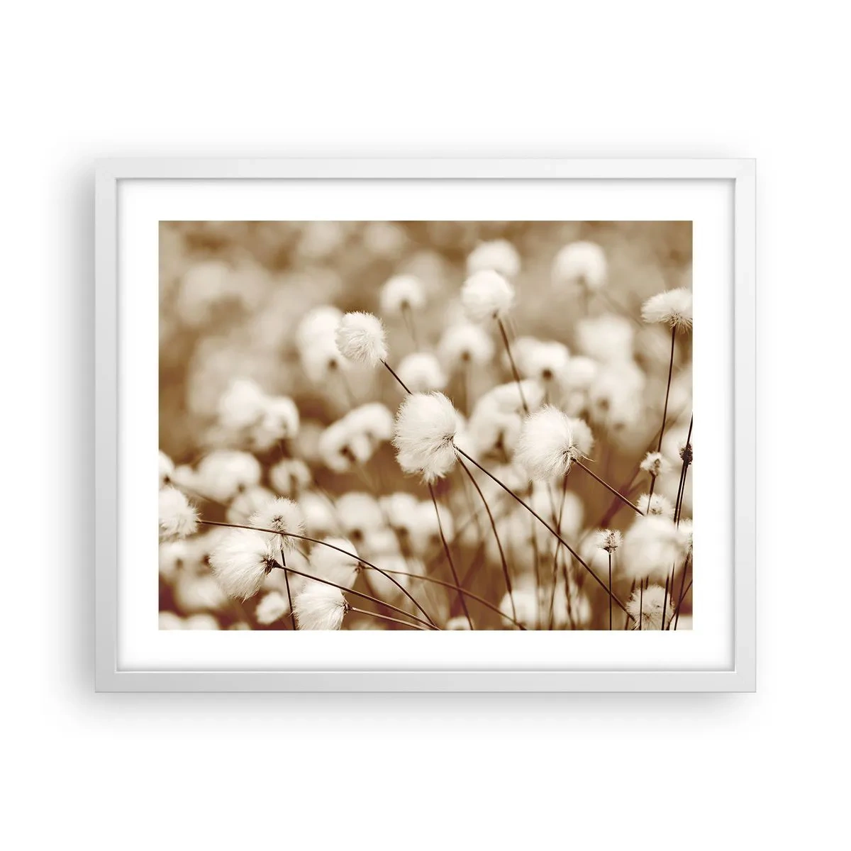 Affiche dans un cadre blanc - Poster - Tige moelleuse - 50x40 cm