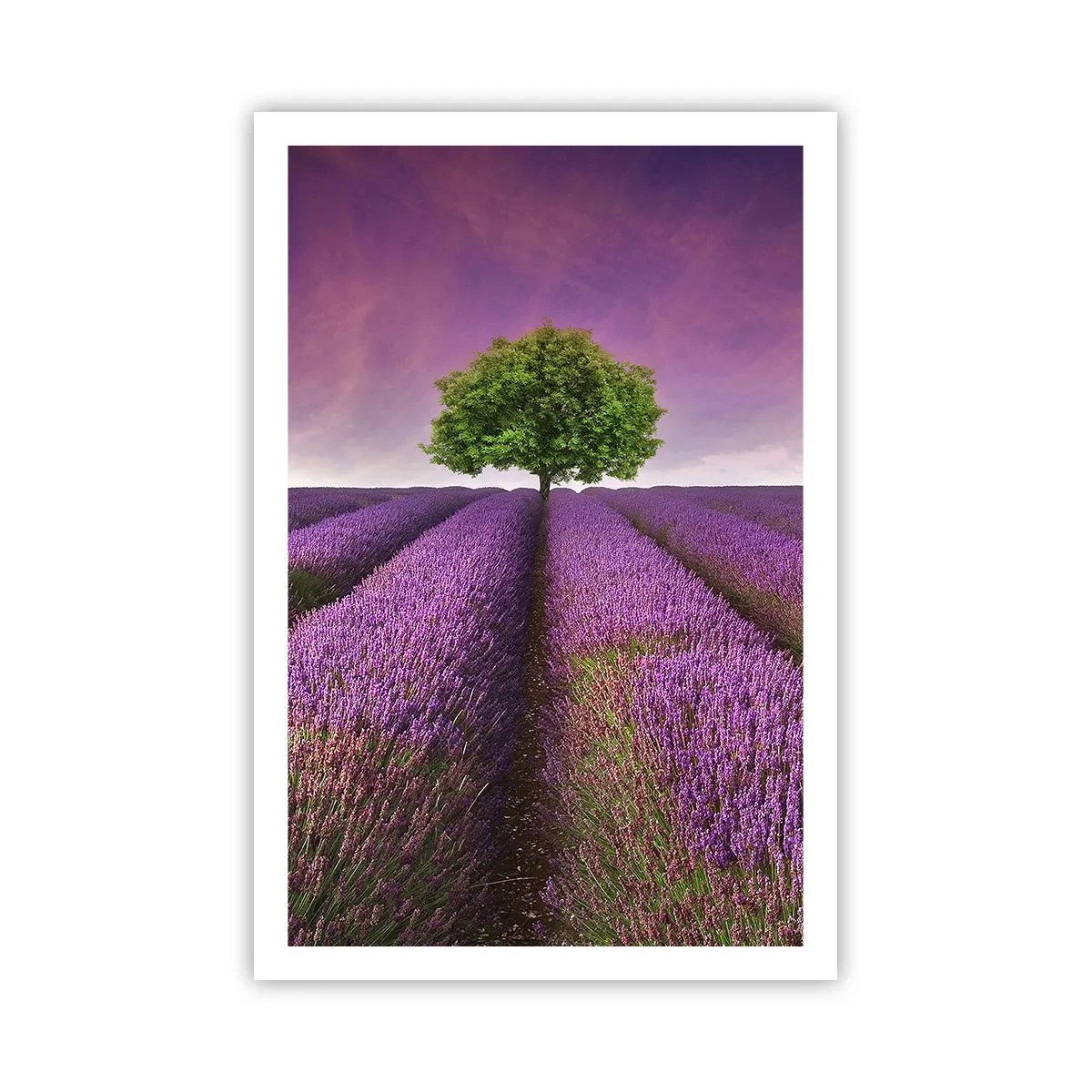 Affiche - Poster - Dans un champs de lavande - 61x91 cm