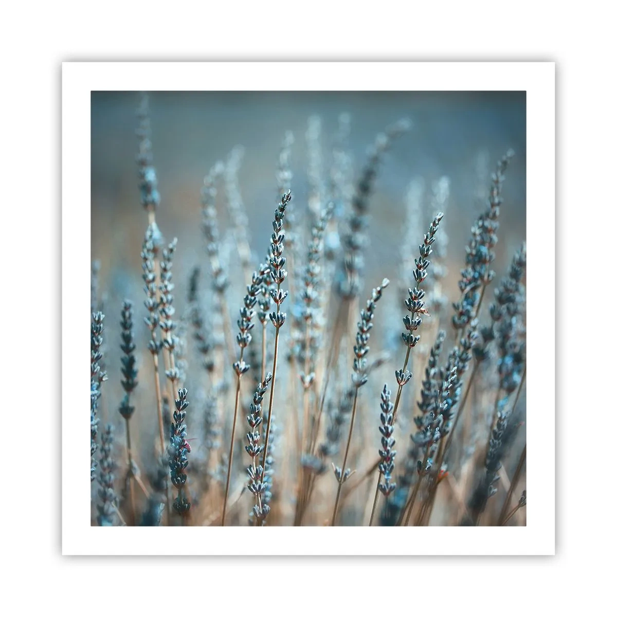 Affiche - Poster - Tige odorante - 60x60 cm