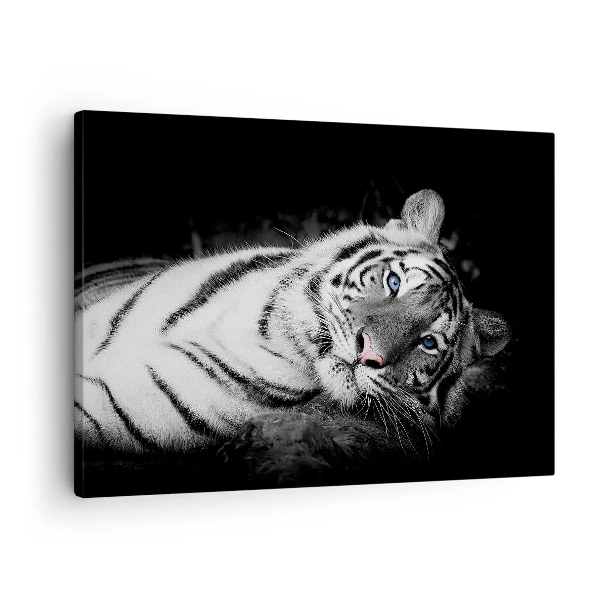 Impression sur toile - Image sur toile - Un tigre blanc rendu artistiquement sur un fond noir - 70x50cm - Sauvagerie et paix - Décoration murale moderne pour le salon et la chambre ARTTOR