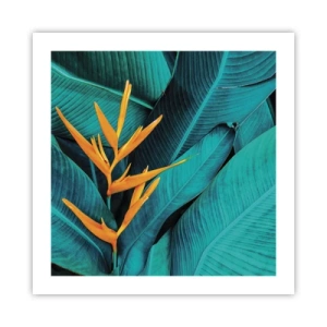 Affiche - Poster - Fleur d'Eden - 50x50 cm