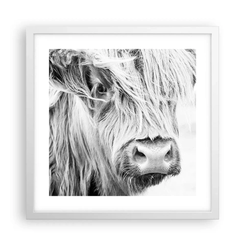 Affiche dans un cadre blanc - Poster - Sauvagerie écossaise - 40x40 cm