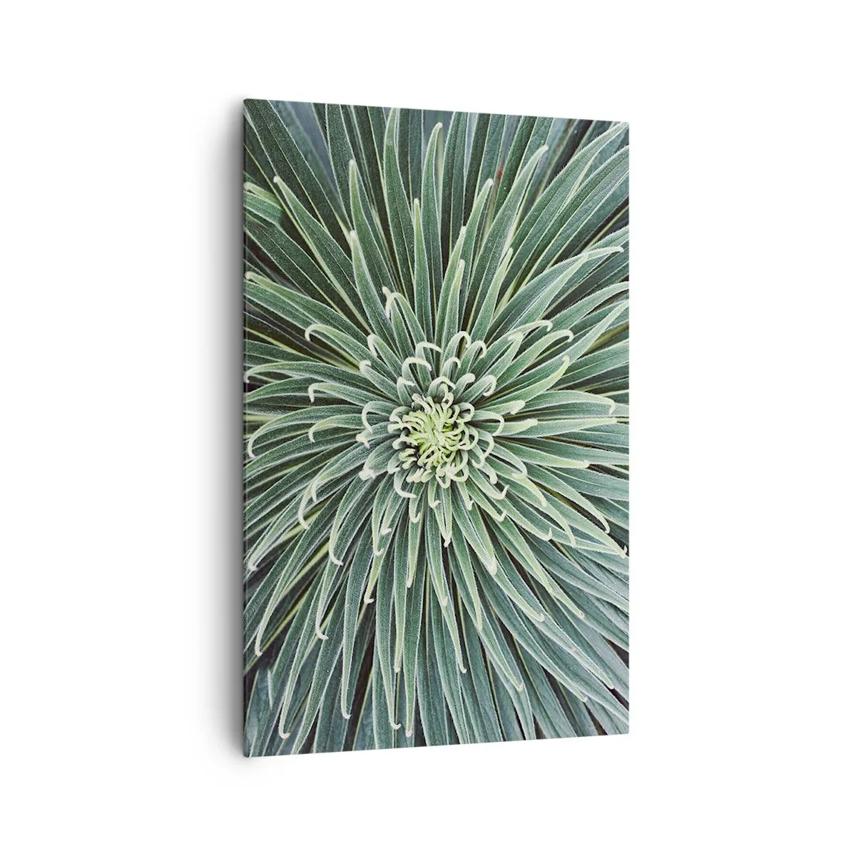 Impression sur toile - Image sur toile - Disposition symétrique de feuilles vertes ressemblant à une étoile - 80x120cm - Naissance d'une étoile - Décoration murale moderne pour le salon et la chambre ARTTOR