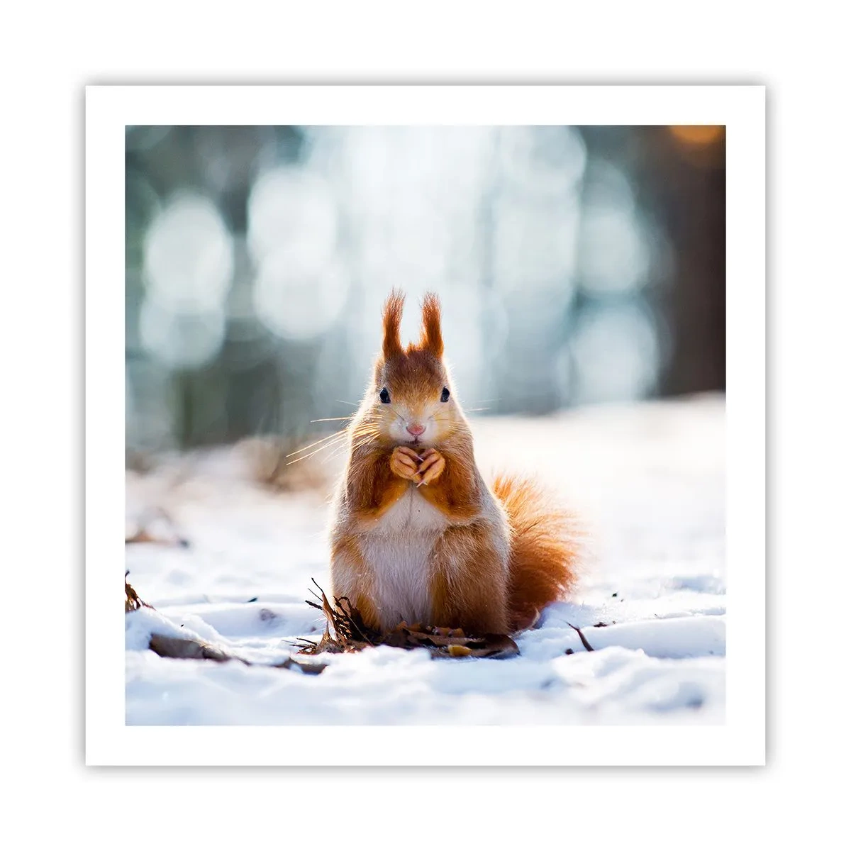 Affiche - Poster - Qu'est ce que tu regardes comme ça? - 60x60 cm