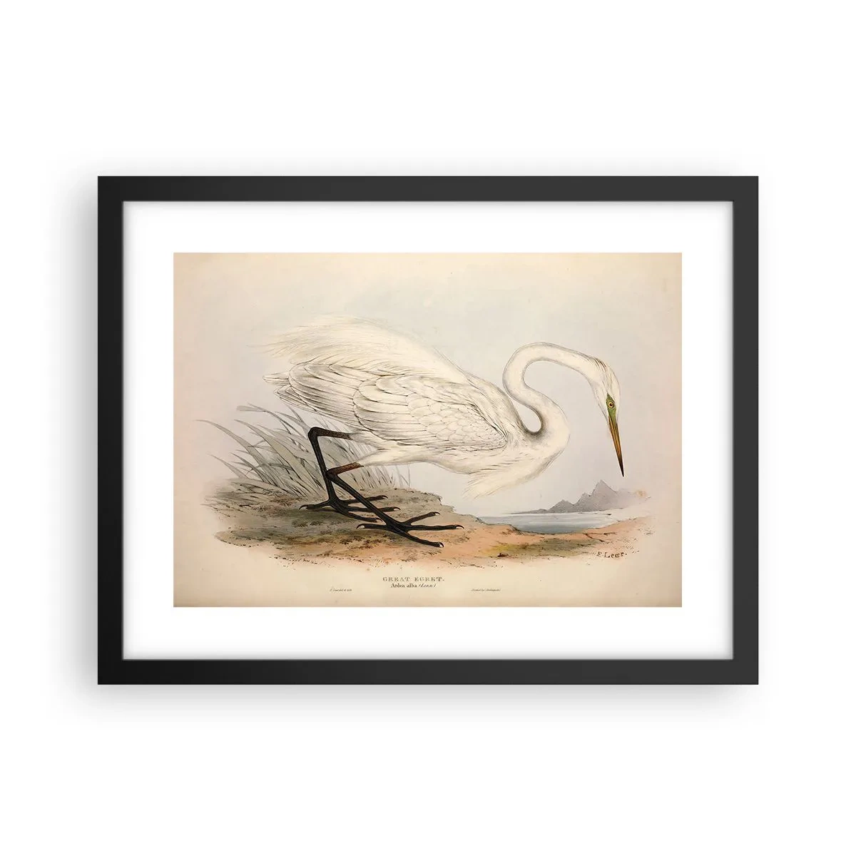 Affiche dans un cadre noir - Poster - Dame sur les joncs - 40x30 cm