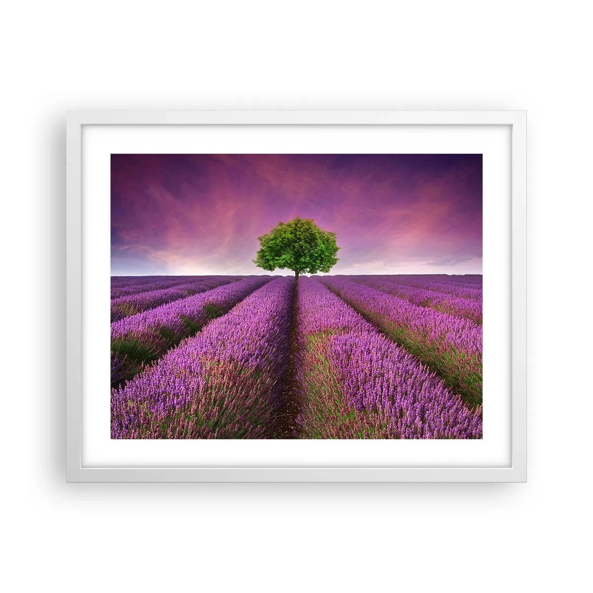 Affiche dans un cadre blanc - Poster - Dans un champs de lavande - 50x40 cm