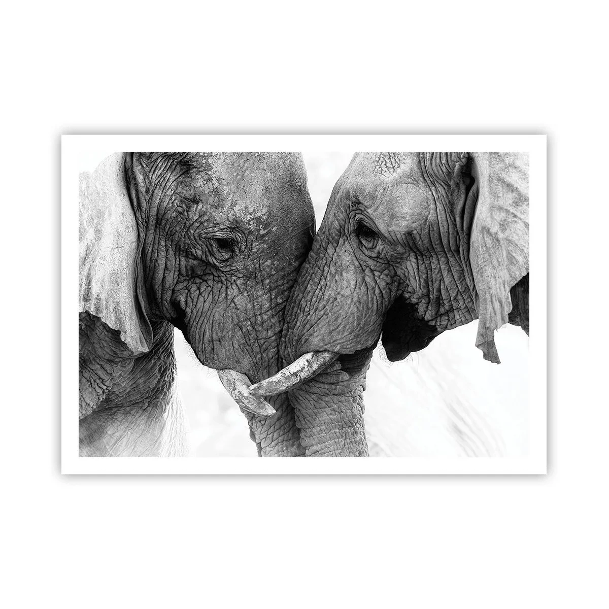 Affiche - Poster - Deux éléphants dans un geste tendre sur un fond monochrome - 100x70cm - Confession sincère - Décoration murale moderne pour le salon et la chambre ARTTOR