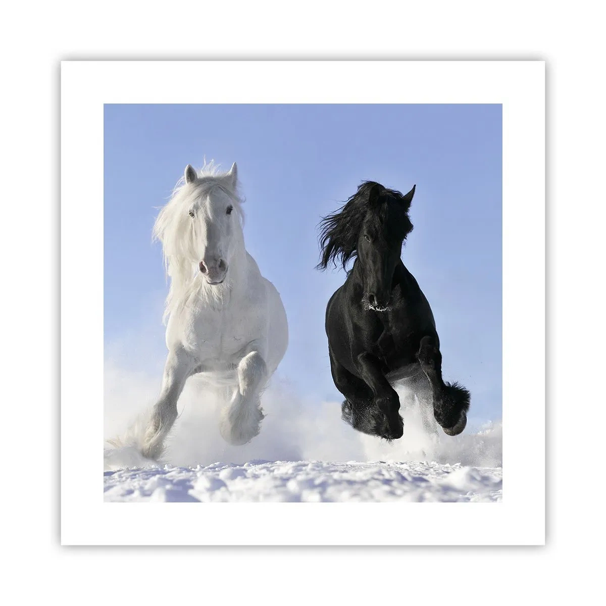 Affiche - Poster - Galop noir et blanc - 40x40 cm