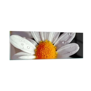 Impression sur verre - Image sur verre - Le soleil levant des marguerites - 90x30 cm
