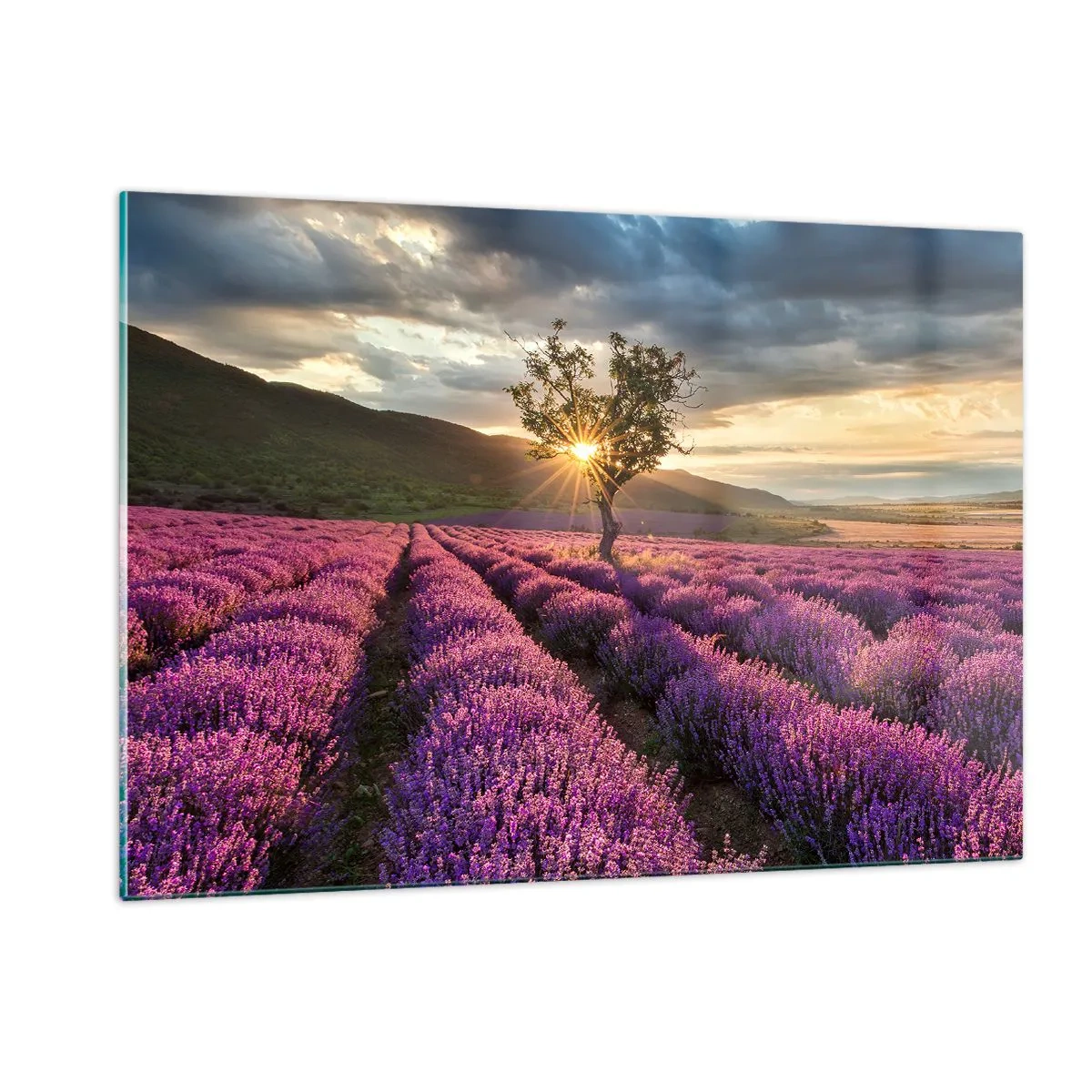 Impression sur verre - Image sur verre - Un champ de lavande avec un arbre solitaire dans les rayons du soleil couchant - 120x80cm - Arôme de couleur lilas - Décoration murale moderne pour le salon et la chambre ARTTOR