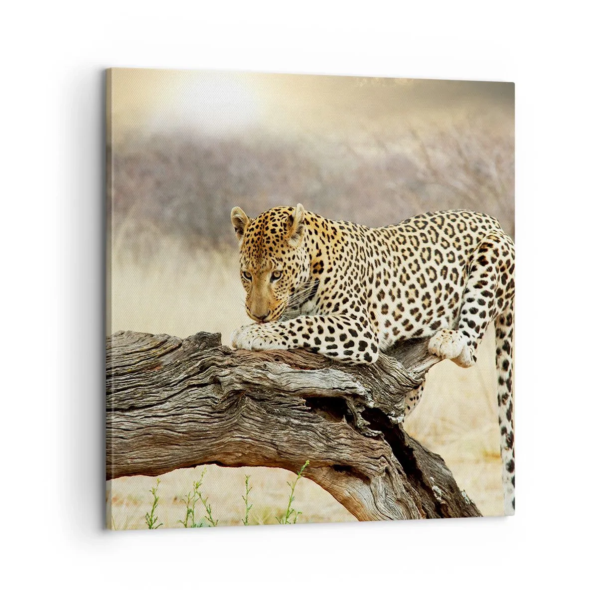 Impression sur toile - Image sur toile - Je suis ma propre route - 60x60 cm