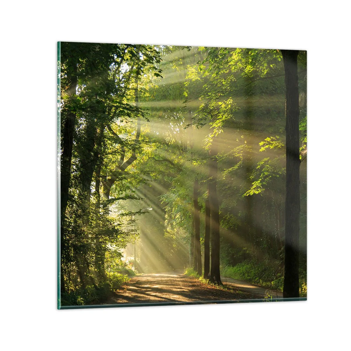 Impression sur verre - Image sur verre - Moment de forêt - 30x30 cm
